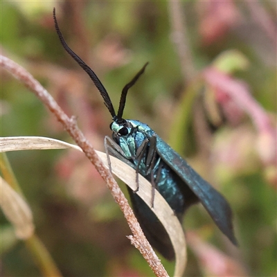 Pollanisus (genus) (A Forester Moth) at Gundaroo, NSW - 2 Nov 2024 by ConBoekel