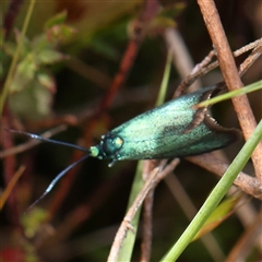 Pollanisus (genus) at Gundaroo, NSW - 2 Nov 2024 10:03 AM