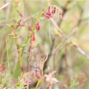 Gonocarpus tetragynus at Gundaroo, NSW - 2 Nov 2024