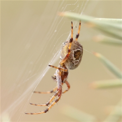 Araneinae (subfamily) at Gundaroo, NSW - 2 Nov 2024 by ConBoekel