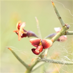 Daviesia genistifolia (Broom Bitter Pea) at Gundaroo, NSW - 2 Nov 2024 by ConBoekel