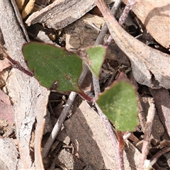 Goodenia hederacea at Gundaroo, NSW - 2 Nov 2024 10:06 AM