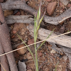 Rytidosperma sp. (Wallaby Grass) at Gundaroo, NSW - 2 Nov 2024 by ConBoekel