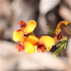 Dillwynia sericea (Egg And Bacon Peas) at Gundaroo, NSW - 1 Nov 2024 by ConBoekel