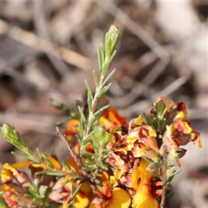 Dillwynia sericea at Gundaroo, NSW - 2 Nov 2024