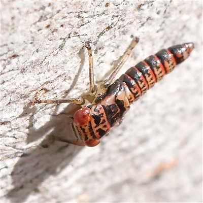 Unidentified Leafhopper or planthopper (Hemiptera, several families) at Gundaroo, NSW - 1 Nov 2024 by ConBoekel