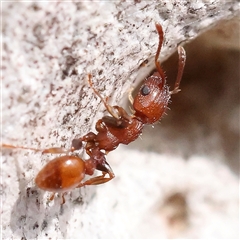 Podomyrma sp. (genus) (Muscleman Tree Ant) at Gundaroo, NSW - 2 Nov 2024 by ConBoekel