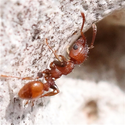 Podomyrma sp. (genus) (Muscleman Tree Ant) at Gundaroo, NSW - 2 Nov 2024 by ConBoekel