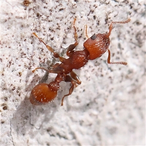 Podomyrma sp. (genus) at Gundaroo, NSW - 2 Nov 2024