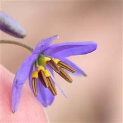 Dianella revoluta var. revoluta (Black-Anther Flax Lily) at Gundaroo, NSW - 2 Nov 2024 by ConBoekel