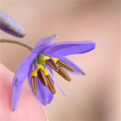 Dianella revoluta var. revoluta (Black-Anther Flax Lily) at Gundaroo, NSW - 1 Nov 2024 by ConBoekel