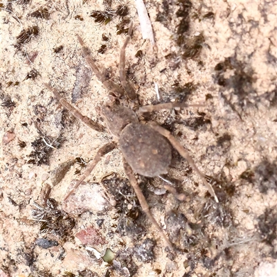 Lycosidae (family) (Wolf spider) at Gundaroo, NSW - 2 Nov 2024 by ConBoekel