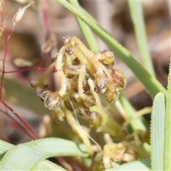 Lomandra filiformis subsp. coriacea (Wattle Matrush) at Gundaroo, NSW - 2 Nov 2024 by ConBoekel