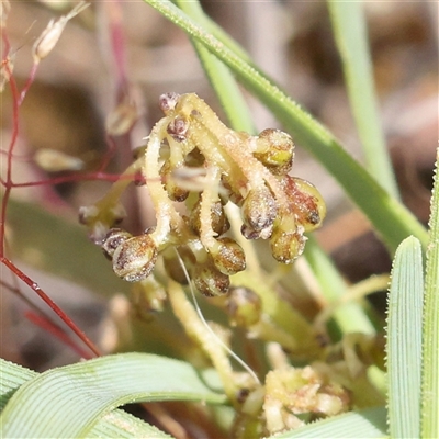 Lomandra filiformis subsp. coriacea (Wattle Matrush) at Gundaroo, NSW - 1 Nov 2024 by ConBoekel