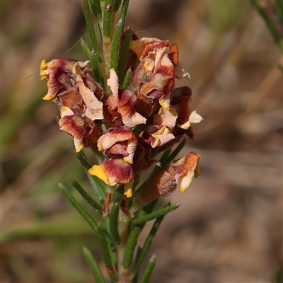 Dillwynia sericea (Egg And Bacon Peas) at Gundaroo, NSW - 2 Nov 2024 by ConBoekel