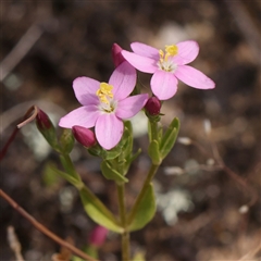 Centaurium sp. (Centaury) at Gundaroo, NSW - 1 Nov 2024 by ConBoekel