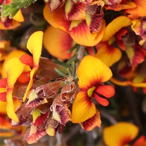 Dillwynia sericea at Gundaroo, NSW - 2 Nov 2024 10:31 AM