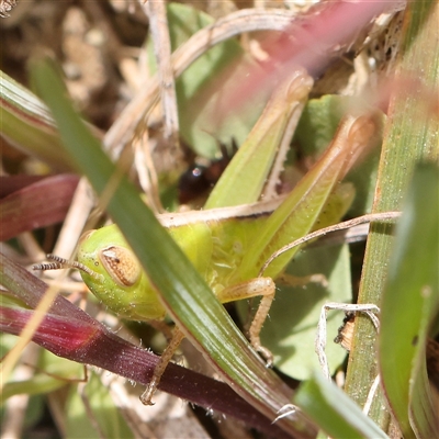 Praxibulus sp. (genus) (A grasshopper) at Gundaroo, NSW - 2 Nov 2024 by ConBoekel