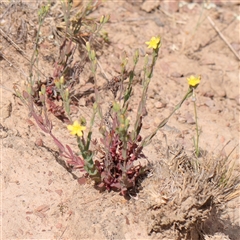 Hypericum gramineum (Small St Johns Wort) at Gundaroo, NSW - 1 Nov 2024 by ConBoekel