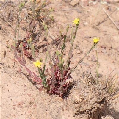 Hypericum gramineum (Small St Johns Wort) at Gundaroo, NSW - 2 Nov 2024 by ConBoekel