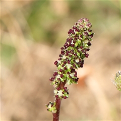 Acaena (genus) (A Sheep's Burr) at Gundaroo, NSW - 1 Nov 2024 by ConBoekel