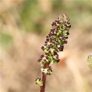 Acaena (genus) at Gundaroo, NSW - 2 Nov 2024