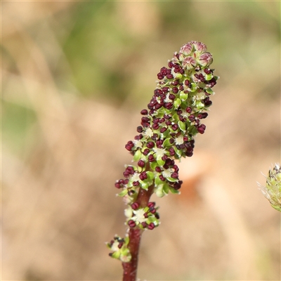 Acaena (genus) (A Sheep's Burr) at Gundaroo, NSW - 1 Nov 2024 by ConBoekel