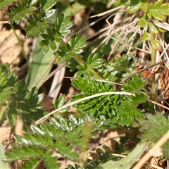 Acaena (genus) at Gundaroo, NSW - 2 Nov 2024