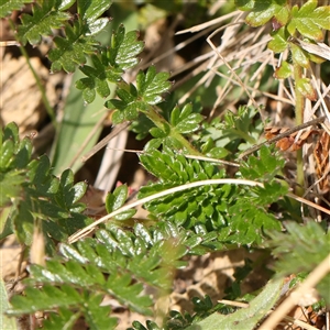 Acaena (genus) at Gundaroo, NSW - 2 Nov 2024 10:34 AM