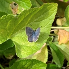 Zizina otis (Common Grass-Blue) at Richardson, ACT - 5 Nov 2024 by Ash295