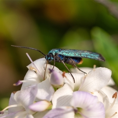 Pollanisus (genus) (A Forester Moth) at Penrose, NSW - 3 Nov 2024 by Aussiegall