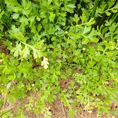 Leptinella longipes at Stanwell Park, NSW - 4 Nov 2024 by plants