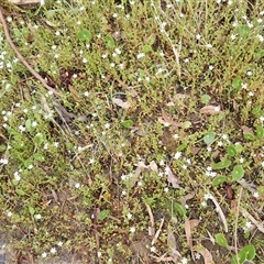 Samolus repens (Creeping Brookweed) at Appin, NSW - 4 Nov 2024 by plants