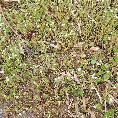 Samolus repens (Creeping Brookweed) at Appin, NSW - 4 Nov 2024 by plants