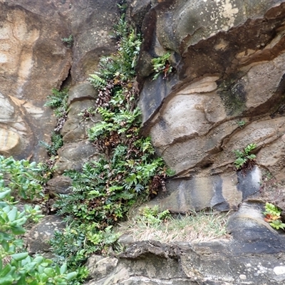 Cyrtomium falcatum (Holly Fern) at Stanwell Park, NSW - 4 Nov 2024 by plants