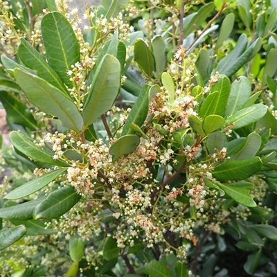 Guioa semiglauca (Wild Quince) at Coalcliff, NSW - 4 Nov 2024 by plants