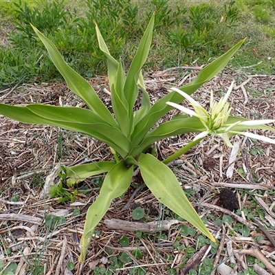 Crinum pedunculatum (Swamp Lily, River Lily, Mangrove Lily) at Thirroul, NSW - 3 Nov 2024 by plants