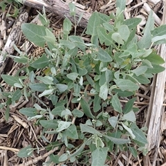 Atriplex australasica (Native Orache) at Thirroul, NSW - 4 Nov 2024 by plants