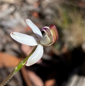 Caladenia moschata at Glen Allen, NSW - suppressed