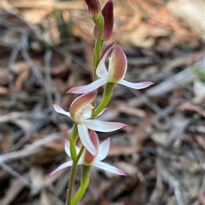 Caladenia moschata (Musky Caps) at Glen Allen, NSW - 3 Nov 2024 by NedJohnston