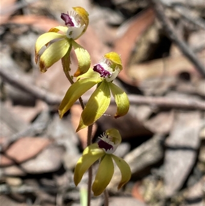 Caladenia hildae (Golden Caps) at  - suppressed by NedJohnston