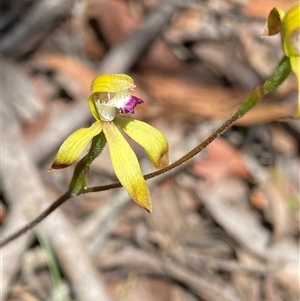 Caladenia hildae at Glen Allen, NSW - suppressed