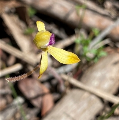 Caladenia hildae (Golden Caps) at  - suppressed by NedJohnston