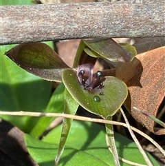 Chiloglottis valida (Large Bird Orchid) at Glen Allen, NSW - 3 Nov 2024 by NedJohnston