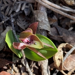 Chiloglottis valida (Large Bird Orchid) at Glen Allen, NSW - 3 Nov 2024 by NedJohnston