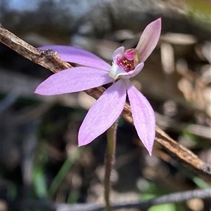 Caladenia carnea at Glen Allen, NSW - suppressed