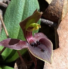 Chiloglottis valida (Large Bird Orchid) at Glen Allen, NSW - 3 Nov 2024 by NedJohnston