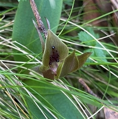 Chiloglottis valida (Large Bird Orchid) at Glen Allen, NSW - 3 Nov 2024 by NedJohnston