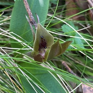 Chiloglottis valida at Glen Allen, NSW - suppressed