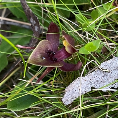 Chiloglottis valida (Large Bird Orchid) at Tantawangalo, NSW - 3 Nov 2024 by NedJohnston